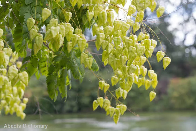 goldenrain tree